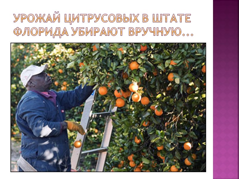 Урожай цитрусовых в штате Флорида убирают вручную...